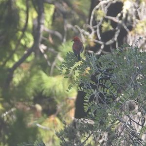 Himatione sanguinea (Haleakalā National Park)