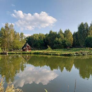 Zoo Charlotta - Red Kangaroo (Osphranter rufus)