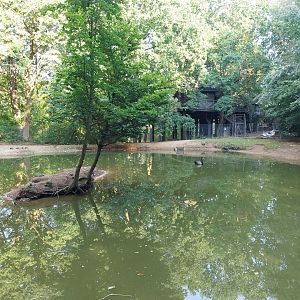 Zoo Charlotta - Manchurian Crane (Grus japonensis) and Black Swan (Cygnus atratus)