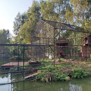 Zoo Charlotta - Ring-tailed Lemur (Lemur catta)
