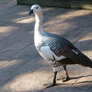 Upland goose -Faunia (2025)