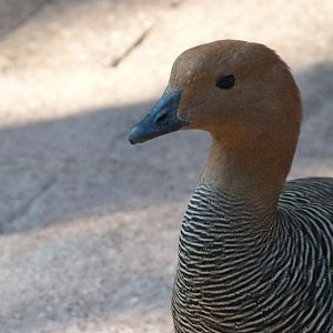 Upland goose -Faunia (2025)