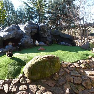 Silkie chicken exhibit -Faunia (2025)