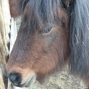 Falabella -Faunia (2025)