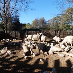 Valachian sheep and Ouessant sheep exhibit -Faunia (2025)