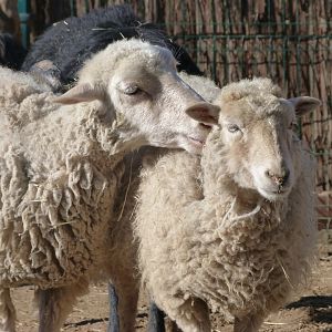 Valachian sheep -Faunia (2025)