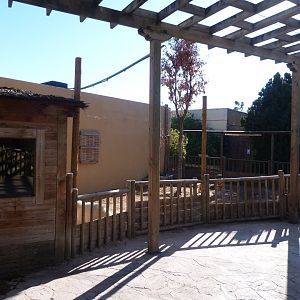 Vietnamese pot-bellied pig exhibit -Faunia (2025)