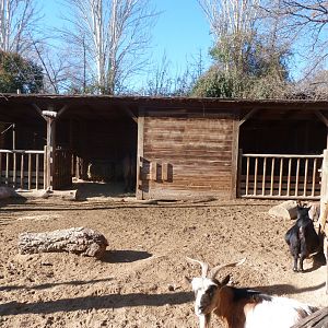 Mediterranean miniature donkey and West African pygmy goat exhibit -Faunia (2025)