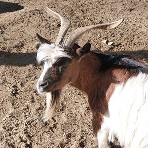 West African pygmy goat -Faunia (2025)