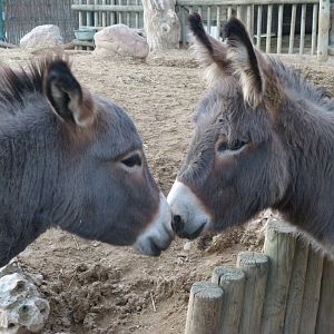 Mediterranean miniature donkey -Faunia (2025)