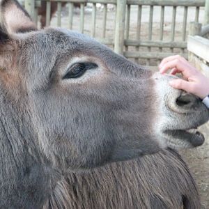 Mediterranean miniature donkey -Faunia (2025)