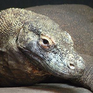 Komodo dragon -Faunia (2025)