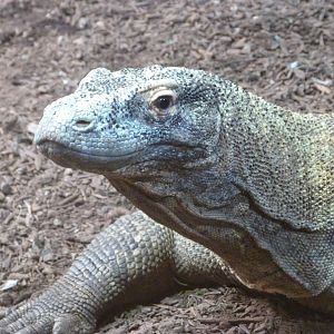 Komodo dragon -Faunia (2025)
