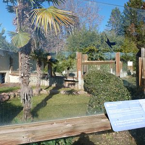 Komodo dragon outdoors exhibit -Faunia (2025)