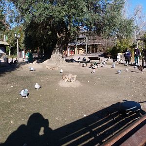 Main prairie dog burrowing area -Faunia (2025)