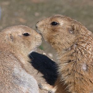 Black-tailed prairie dogs -Faunia (2025)