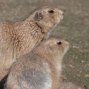 Black-tailed prairie dogs -Faunia (2025)