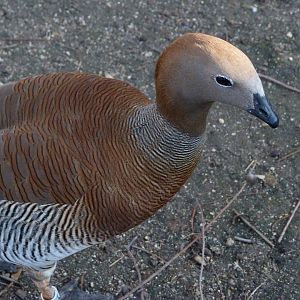 Ruddy-headed goose -Faunia (2025)