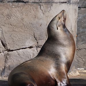 California sea lion -Faunia (2025)