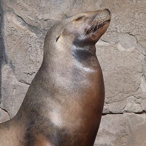 California sea lion -Faunia (2025)