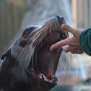 California sea lion -Faunia (2025)