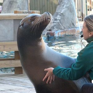 California sea lion -Faunia (2025)