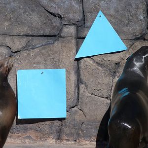 California sea lion and Cape fur seal -Faunia (2025)