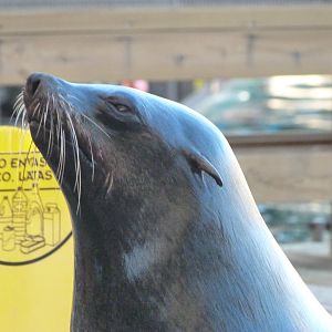 Cape fur seal -Faunia (2025)