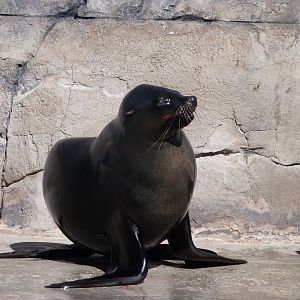 Cape fur seal -Faunia (2025)