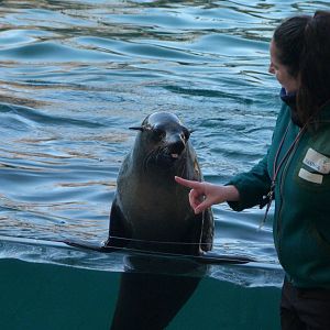 Cape fur seal -Faunia (2025)