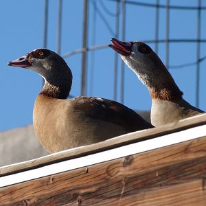 Egyptian geese -Faunia (2025)