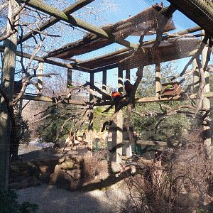 Rainbow lorikeet and Red-crested turaco -Faunia (2025)