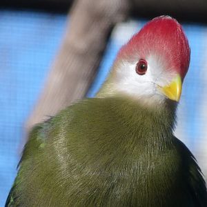 Red-crested turaco -Faunia (2025)