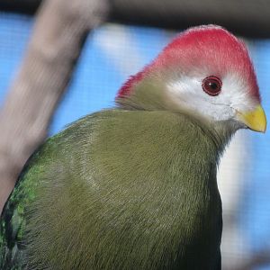 Red-crested turaco -Faunia (2025)