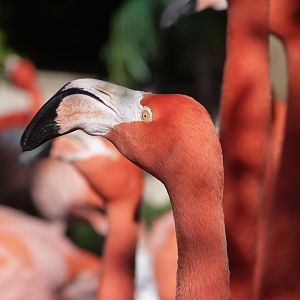 Caribbean flamingo -Faunia (2025)