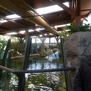 Nile crocodile exhibit -Faunia (2025)