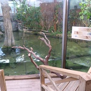 Nile crocodile exhibit -Faunia (2025)