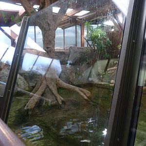 Nile crocodile exhibit -Faunia (2025)