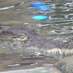 Nile crocodile -Faunia (2025)