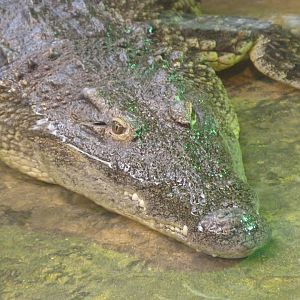 Nile crocodile -Faunia (2025)