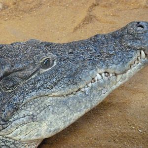 Nile crocodile -Faunia (2025)