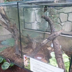 African giant land snail exhibit -Faunia (2025)