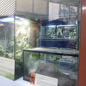 Backstage view -Faunia (2025)