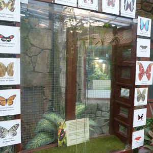 Chrysalid hatchery -Faunia (2025)