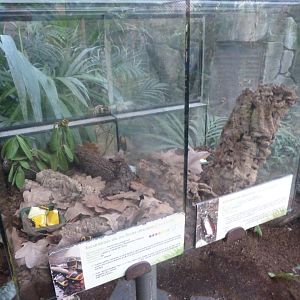 Sun beetle and Madagascar hissing cockroach terrariums -Faunia (2025)