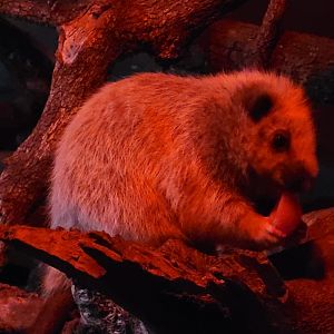 Northern Luzon giant cloud rat -Faunia (2025)