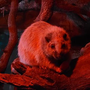 Northern Luzon giant cloud rat -Faunia (2025)