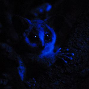 Moholi galago -Faunia (2025)