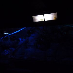 Hoffmann’s two-toed sloth, Nancy Ma’s night monkey and Striped skunk exhibit -Faunia (2025)