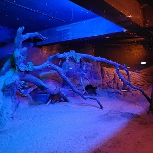 Aardvark and Dwarf mongoose exhibit -Faunia (2025)